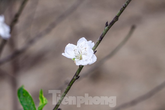 Đào cánh trắng hiếm có bạc triệu xuất hiện ở Nhật Tân - Ảnh 9.