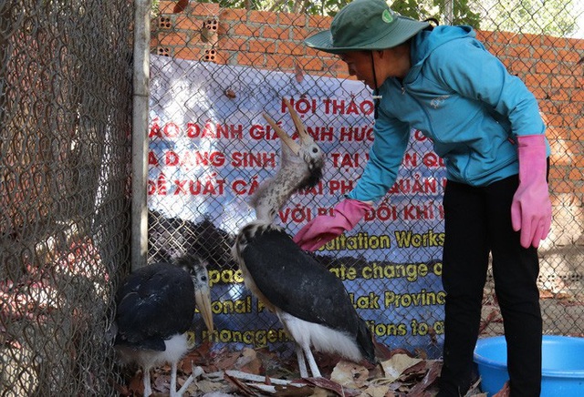 Loài hồng trà độc nhất vô nhị trên thế giới ở Yók Đôn - Ảnh 3.