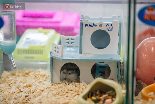  Năm Canh Tý, người trẻ tìm mua chuột hamster để giảm stress và cầu chúc may mắn  - Ảnh 10.