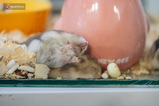  Năm Canh Tý, người trẻ tìm mua chuột hamster để giảm stress và cầu chúc may mắn  - Ảnh 11.