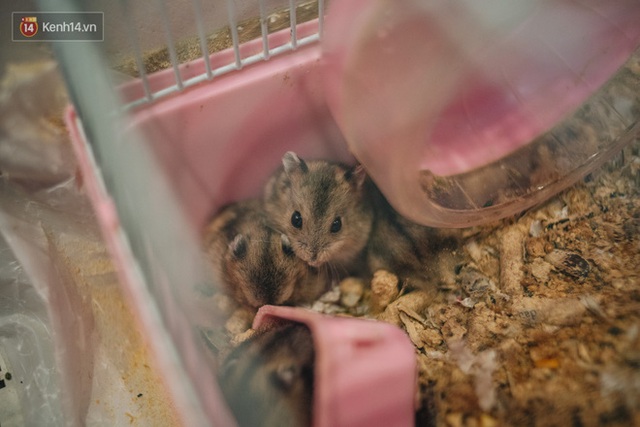  Năm Canh Tý, người trẻ tìm mua chuột hamster để giảm stress và cầu chúc may mắn  - Ảnh 12.