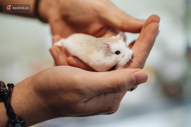  Năm Canh Tý, người trẻ tìm mua chuột hamster để giảm stress và cầu chúc may mắn  - Ảnh 7.