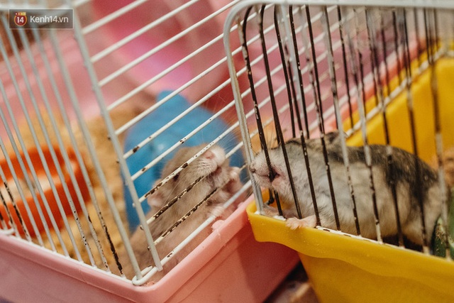  Năm Canh Tý, người trẻ tìm mua chuột hamster để giảm stress và cầu chúc may mắn  - Ảnh 8.