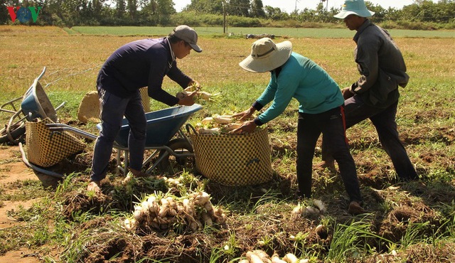 Đồng bào Khmer kiếm thu nhập khá từ trồng củ cải trắng làm xá pấu - Ảnh 2.