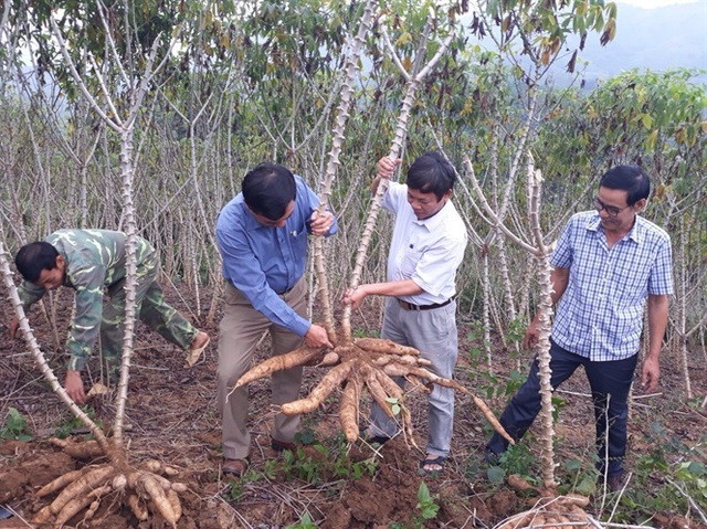 Trung Quốc tăng thuế nhập khẩu sắn từ Việt Nam - Ảnh 2.