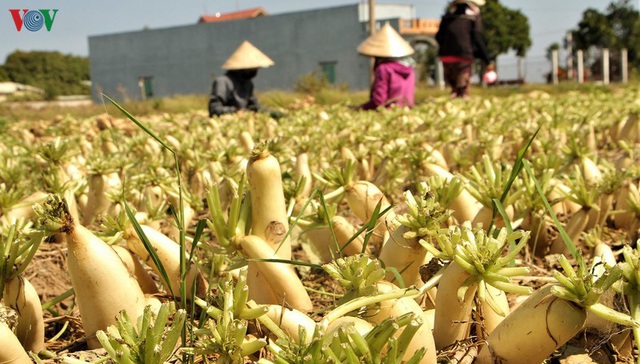 Đồng bào Khmer kiếm thu nhập khá từ trồng củ cải trắng làm xá pấu - Ảnh 4.