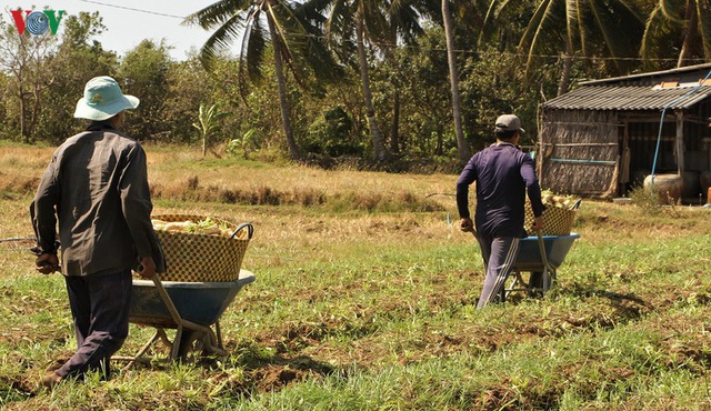 Đồng bào Khmer kiếm thu nhập khá từ trồng củ cải trắng làm xá pấu - Ảnh 10.