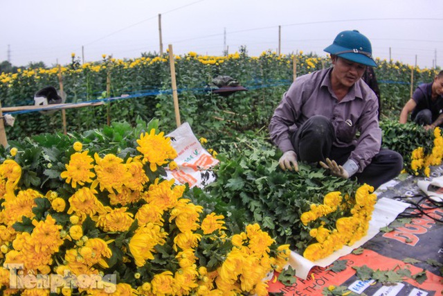 Làng hoa Tây Tựu tất bật chuẩn bị cho Tết - Ảnh 4.