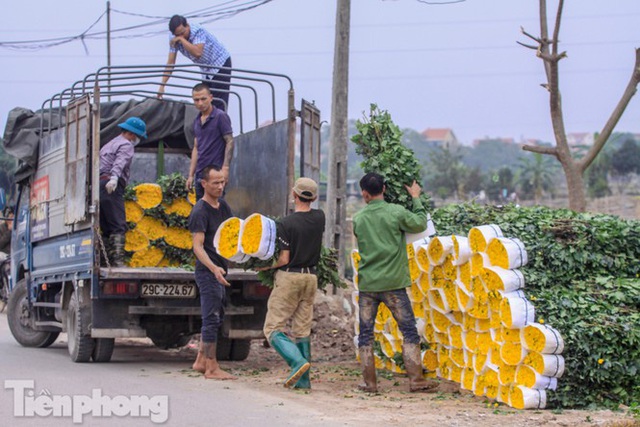 Làng hoa Tây Tựu tất bật chuẩn bị cho Tết - Ảnh 8.