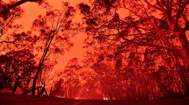 Gần NỬA TỈ sinh vật bị thiêu rụi, 1/3 số gấu koala chết cháy: Úc đang trải qua trận cháy rừng đại thảm họa thực sự mà chưa nhìn thấy lối thoát - Ảnh 6.
