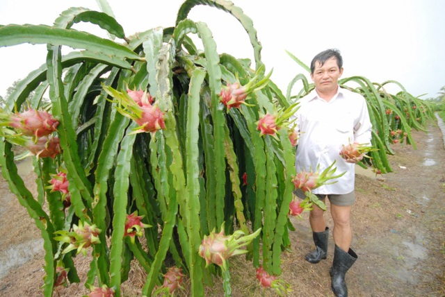 Giá nông sản tăng trở lại - Ảnh 2.