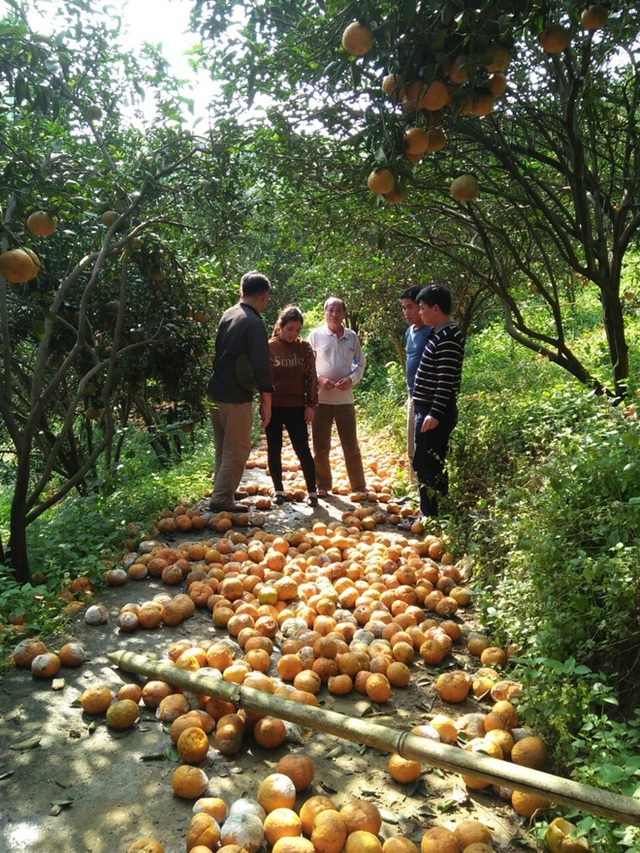 Cam rụng la liệt, Hà Giang lên kế hoạch giải cứu giúp nông dân - Ảnh 1.