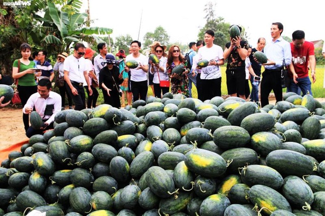 Gần 22 nghìn tấn dưa hấu sắp thu hoạch, Quảng Ngãi chưa biết bán cho ai - Ảnh 1.