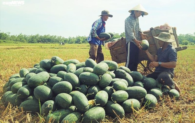 Gần 22 nghìn tấn dưa hấu sắp thu hoạch, Quảng Ngãi chưa biết bán cho ai - Ảnh 2.