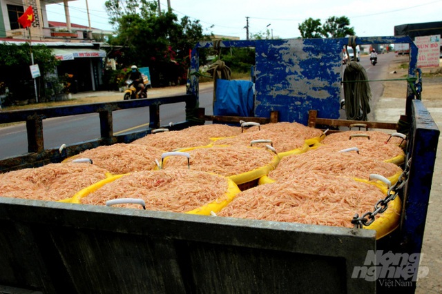 Phú Yên: Tôm hùm đại dương giá chỉ 200.000 đồng/kg - Ảnh 1.