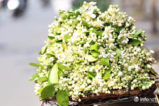 Hoa bưởi đầu mùa xuống phố, thơm nồng nàn khắp phố phường Hà Nội - Ảnh 12.