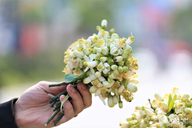 Hoa bưởi đầu mùa xuống phố, thơm nồng nàn khắp phố phường Hà Nội - Ảnh 10.