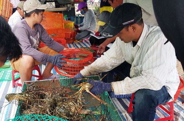  Đau lắm con tôm hùm được giải cứu!  - Ảnh 1.