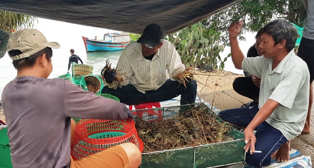  Đau lắm con tôm hùm được giải cứu!  - Ảnh 3.