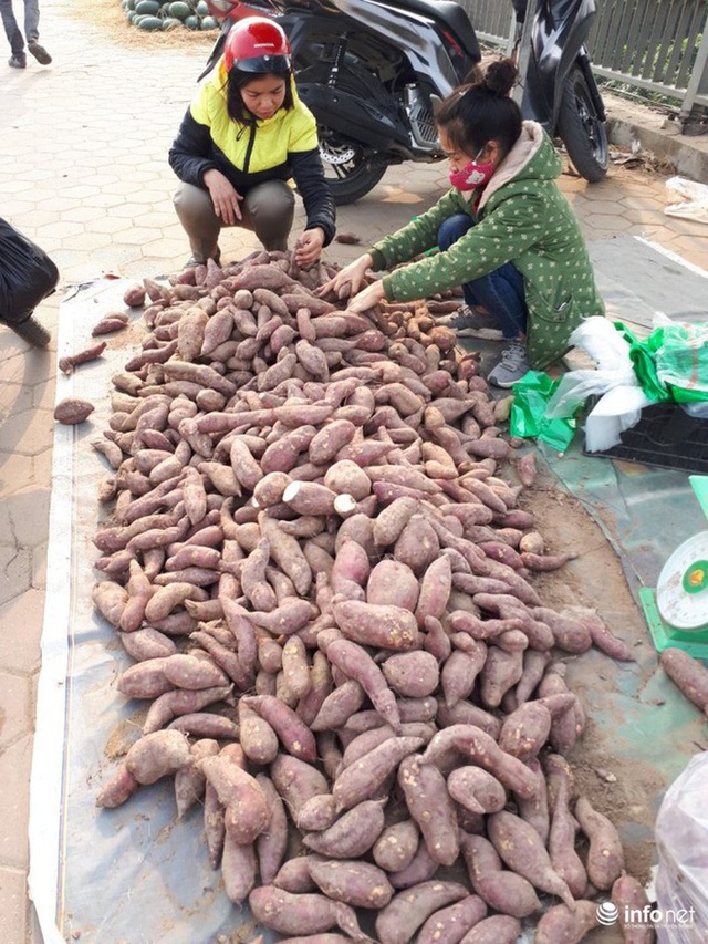 Khoai lang Nhật giải cứu đầy vỉa hè Hà Nội, thương nhân bán giá 13.000 đồng/kg - Ảnh 10.