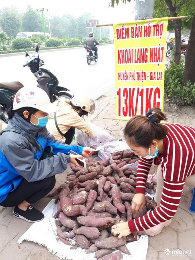 Khoai lang Nhật giải cứu đầy vỉa hè Hà Nội, thương nhân bán giá 13.000 đồng/kg - Ảnh 11.