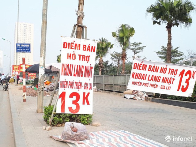 Khoai lang Nhật giải cứu đầy vỉa hè Hà Nội, thương nhân bán giá 13.000 đồng/kg - Ảnh 3.