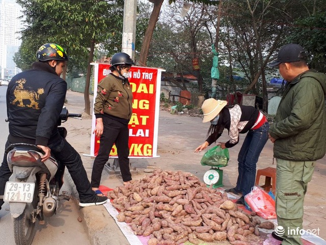 Khoai lang Nhật giải cứu đầy vỉa hè Hà Nội, thương nhân bán giá 13.000 đồng/kg - Ảnh 9.