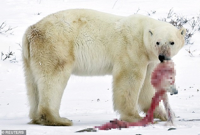 Hết thức ăn do biến đổi khí hậu và hoạt động khai thác của con người, gấu Bắc Cực quay sang ăn thịt đồng loại, gấu mẹ ăn gấu con - Ảnh 1.
