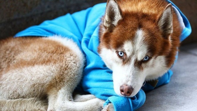 Câu chuyện về chú chó Hachiko của nước Nga: Chờ đợi người chủ tan làm mỗi ngày để về cùng nhau - Ảnh 1.