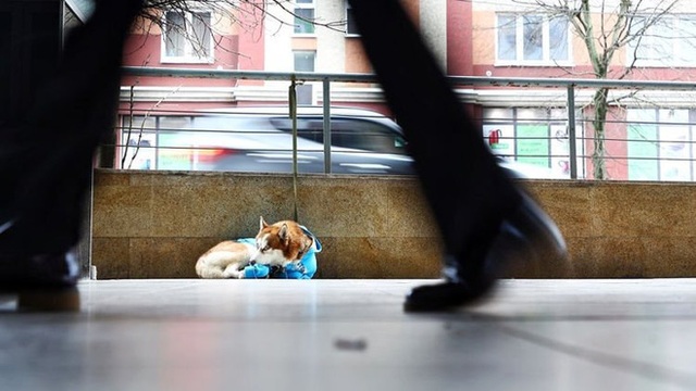 Câu chuyện về chú chó Hachiko của nước Nga: Chờ đợi người chủ tan làm mỗi ngày để về cùng nhau - Ảnh 2.