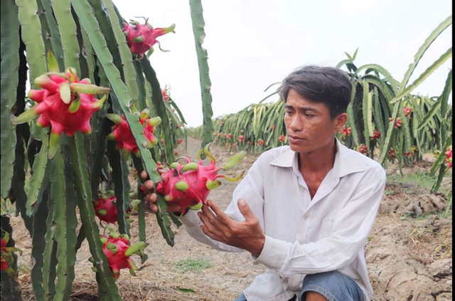 Thanh long rớt giá thảm, người trồng, nhà kho lao đao - Ảnh 1.