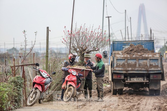 Người dân Hà Nội săn đào cúng rằm tháng Giêng - Ảnh 11.