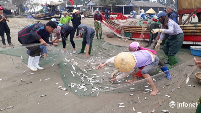 Được mùa cá trích, ngư dân xứ Thanh thu chục triệu mỗi ngày - Ảnh 12.