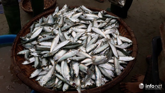 Được mùa cá trích, ngư dân xứ Thanh thu chục triệu mỗi ngày - Ảnh 15.