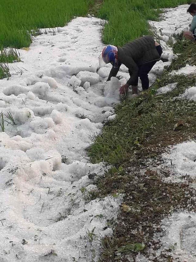 Mưa đá phủ trắng ruộng vườn ở Điện Biên, Sơn La, Hòa Bình - Ảnh 5.