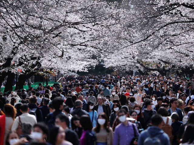 Bất chấp cảnh báo về dịch Covid-19, nhiều người ở Nhật vẫn đổ xô đi ngắm hoa anh đào và xem sự kiện tại nhà thi đấu mà không đeo khẩu trang - Ảnh 1.