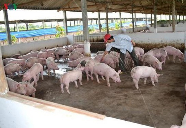 Hết quý 3, giá thịt lợn mới có thể giảm xuống 60.000 đồng/kg lợn hơi - Ảnh 1.