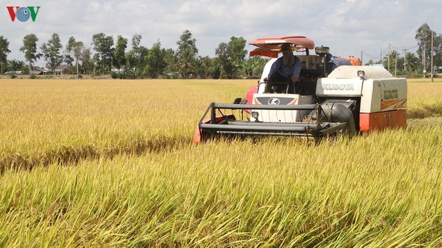 Nông dân ĐBSCL phấn khởi vì lúa Đông Xuân trúng mùa được giá - Ảnh 1.