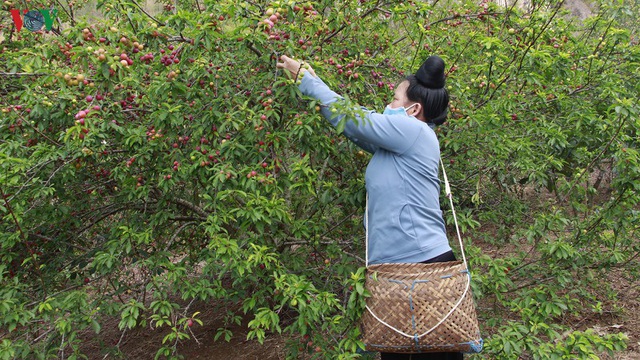 Mận chín đỏ cây không có người mua, nông dân lo đói! - Ảnh 1.