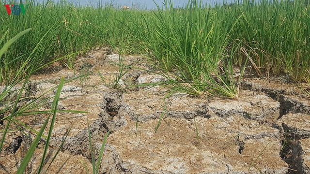 Bộ Nông nghiệp đề nghị hỗ trợ hơn 500 tỷ khắc phục hạn hán, ngập mặn - Ảnh 1.