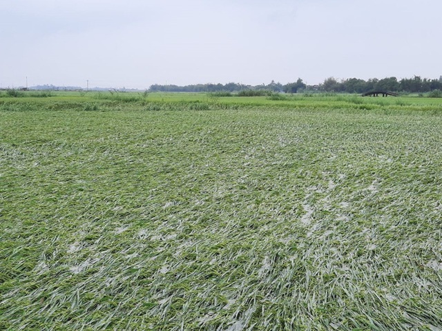 Nông dân khóc ròng khi 10 nghìn ha lúa sắp thu hoạch gãy đổ - Ảnh 3.