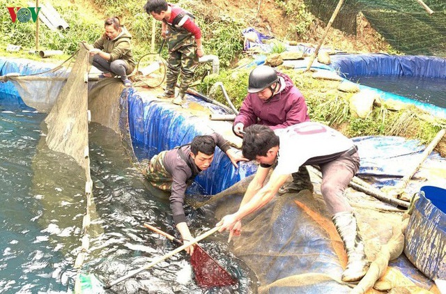Lào Cai khẩn trương tìm đầu ra cho 250 tấn cá hồi vùng cao - Ảnh 2.