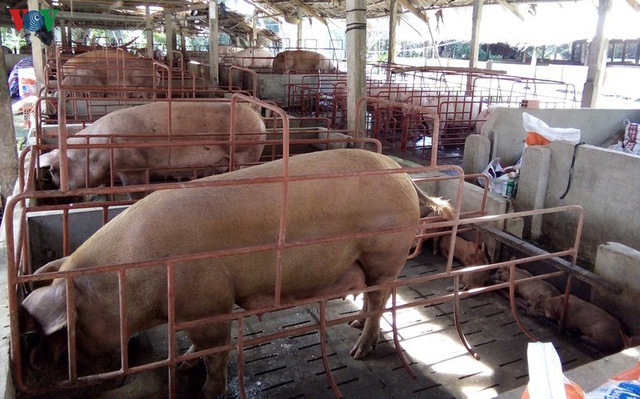 Quản lý giá thành của DN chăn nuôi lợn, tránh thổi lợi nhuận trung gian - Ảnh 2.
