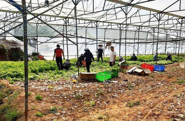 Nhiều nông dân ở Đà Lạt ngậm ngùi đổ bỏ rau do đứt chuỗi liên kết - Ảnh 2.