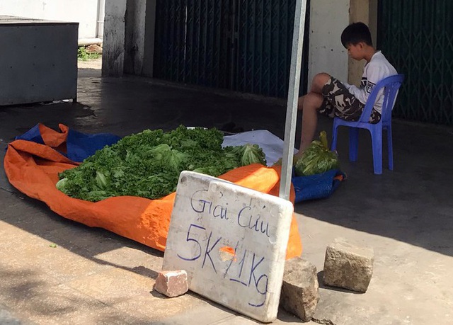 Nhiều nông dân ở Đà Lạt ngậm ngùi đổ bỏ rau do đứt chuỗi liên kết - Ảnh 3.
