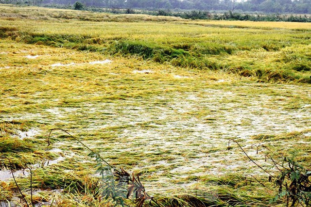 Nông dân Huế bất lực nhìn hàng nghìn hecta lúa chín chìm trong nước - Ảnh 1.