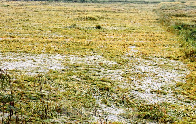 Nông dân Huế bất lực nhìn hàng nghìn hecta lúa chín chìm trong nước - Ảnh 2.