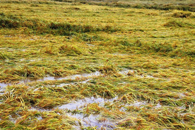 Nông dân Huế bất lực nhìn hàng nghìn hecta lúa chín chìm trong nước - Ảnh 3.