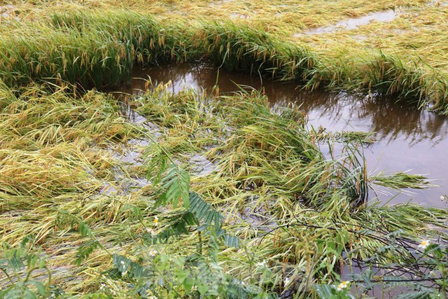 Nông dân Huế bất lực nhìn hàng nghìn hecta lúa chín chìm trong nước - Ảnh 4.