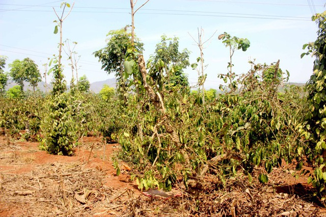 Nắng hạn chạm đỉnh, hơn 10 nghìn hecta cây trồng nguy cơ ‘chết khát’ - Ảnh 2.
